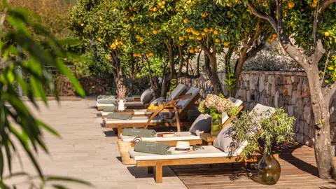 Quiet garden seating beneath mature citrus trees.